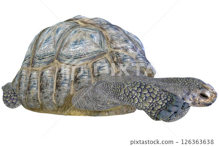 Giant tortoise 126363638