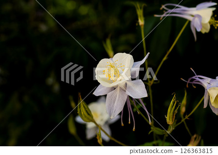 Colorado Columbine Blossoms And Seedpods Colorado Columbine Blossoms And Seedpods 126363815