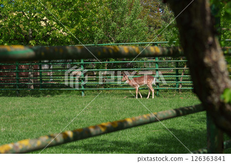 Young Fallow deer (Dama Dama) behind the fence in the zoo. Protection of animals. A place for the text. Young Fallow deer (Dama Dama) behind the fence in the zoo. Protection of animals. A place for the text. 126363841
