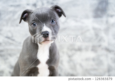 Portrait of cute blue puppy close-up, purebred dog English Staffordshire Bull Terrier, Staffy and concept of obedience and training of pets, caring for a pet 126363879