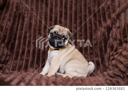 Happy cute puppy. Pug dog looking at the frame, sitting on the couch in full height. Purebred pug healthy concept and care for pets. 126363881