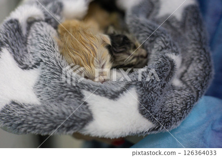 A veterinarian holds two newborn kittens wrapped in a soft blanket with a star pattern, which provides comfort and warmth in a veterinary clinic setting. Caring for tiny newborn kittens. A veterinarian holds two newborn kittens wrapped in a soft blanket with a star pattern, which provides comfort and warmth in a veterinary clinic setting. Caring for tiny newborn kittens. 126364033