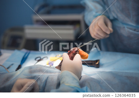 Veterinarians perform surgery on a pet's broken paw using surgical instruments and surgical pins, demonstrating their expertise in veterinary medicine. External osteosynthesis on a dog's broken paw. 126364035