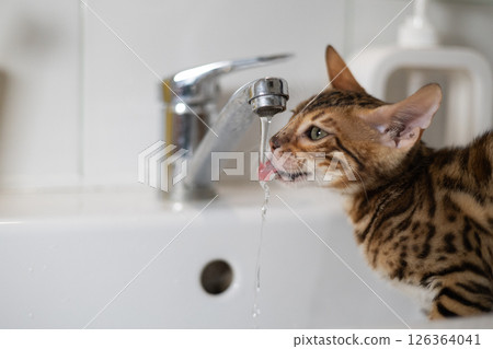 Cute Kitten Drinking Water From Tap. An adorable Bengal kitten enjoys fresh running water straight from the tap of a modern bathroom sink, showing off his playful nature and love for hydration. 126364041