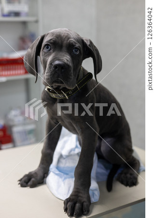 Dark gray cane corso puppy sitting on a table during a veterinary clinic visit, highlighting the vital role of regular pet healthcare and the bond between pets and their owners. 126364042