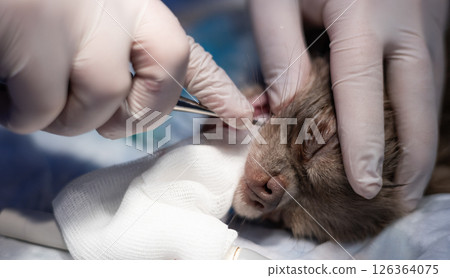 Veterinarian wearing gloves uses surgical forceps to extract a diseased tooth from a dog under anesthesia, ensuring the animal's dental health and well-being during a veterinary procedure. 126364075