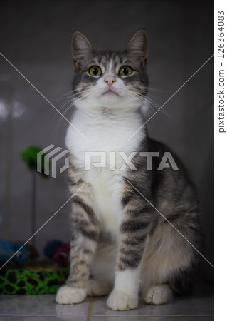A grey and white cat sits in a veterinary cage, looking up with wide eyes, showing a moment of feline vulnerability in a clinical setting. A cute cat being treated in a veterinary hospital. A grey and white cat sits in a veterinary cage, looking up with wide eyes, showing a moment of feline vulnerability in a clinical setting. A cute cat being treated in a veterinary hospital. 126364083