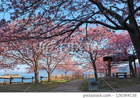 河津櫻（Kamitski） 126364136