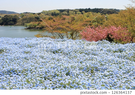 Nemophila field in full bloom Nemophila field in full bloom 126364137
