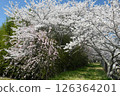 Cherry blossom tunnel 126364201