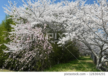 櫻花隧道 櫻花隧道 126364201
