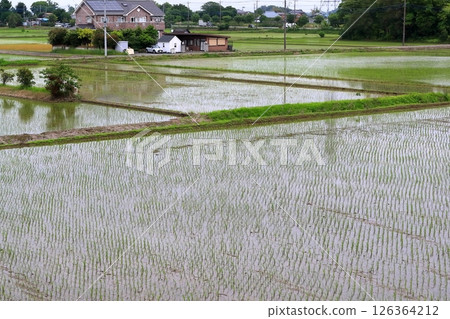 Scenery of paddy fields 126364212