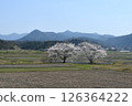 Cherry blossoms blooming in a rice field 126364222