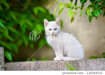 May: A white kitten grows up quickly May: A white kitten grows up quickly 126364332