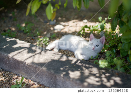 May: A white kitten grows up quickly May: A white kitten grows up quickly 126364338