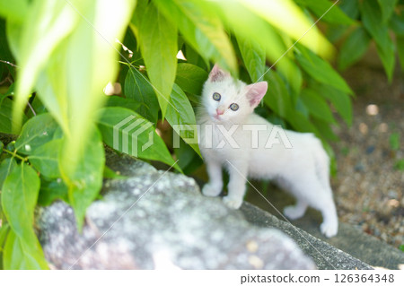 May: A white kitten grows up quickly May: A white kitten grows up quickly 126364348