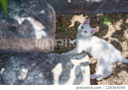 May: A white kitten grows up quickly 126364349