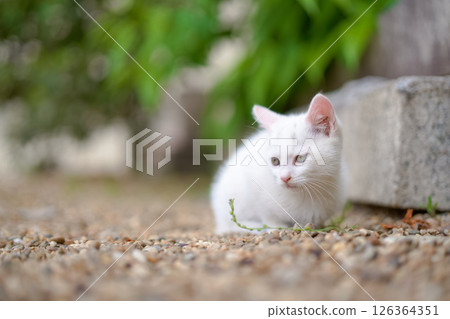 May: A white kitten grows up quickly May: A white kitten grows up quickly 126364351