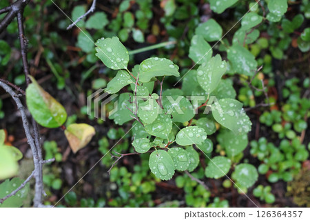 Shinyleaf Meadowsweet After Summer Rain Shinyleaf Meadowsweet After Summer Rain 126364357