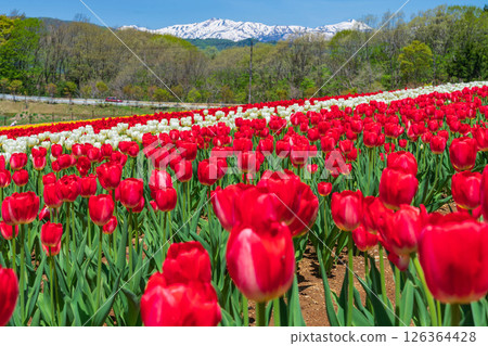 Hirugano Plateau, pastoral village, tulips in full bloom (Gujo City, Gifu Prefecture) 126364428