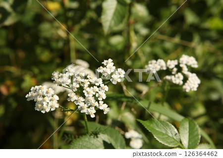 Yarrow, Achillea millefolium blooming in a sunny meadow. White clustered flowers on a soft green background with copy space. Ideal for nature designs, herbal themes, and summer visuals. 126364462