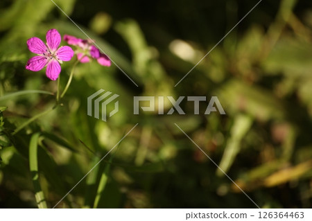 Wild Geranium sylvaticum blooming in a summer meadow. Bright pink flower with copy space on blurred green background. Ideal for design, nature themes, and floral layouts. 126364463