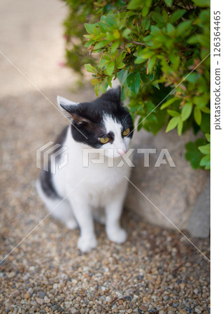 Stray cat relaxing in May 126364465