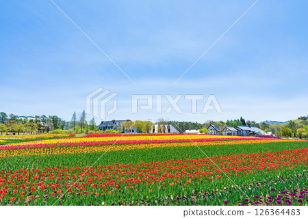 Hirugano Plateau, pastoral village, tulips in full bloom (Gujo City, Gifu Prefecture) Hirugano Plateau, pastoral village, tulips in full bloom (Gujo City, Gifu Prefecture) 126364483