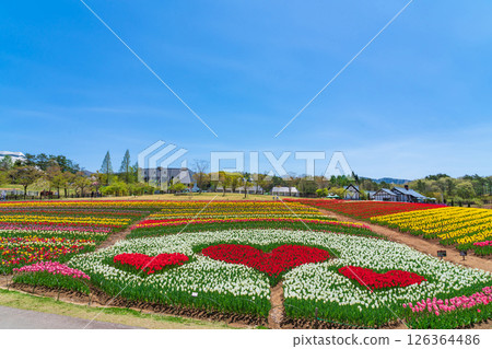Hirugano Plateau, pastoral village, tulips in full bloom (Gujo City, Gifu Prefecture) 126364486