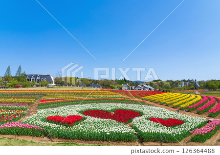Hirugano Plateau, pastoral village, tulips in full bloom (Gujo City, Gifu Prefecture) 126364488