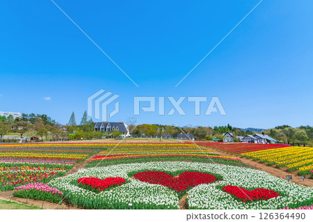 Hirugano Plateau, pastoral village, tulips in full bloom (Gujo City, Gifu Prefecture) Hirugano Plateau, pastoral village, tulips in full bloom (Gujo City, Gifu Prefecture) 126364490