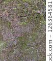 Moss texture 126364581