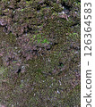 Moss texture 126364583
