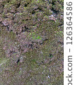 Moss texture 126364586