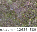 Moss texture 126364589
