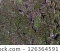 Moss texture 126364591