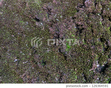 Moss texture Moss texture 126364591