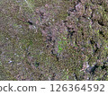 Moss texture 126364592
