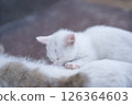 五月:白色小貓正在喝貓媽媽的奶 五月:白色小貓正在喝貓媽媽的奶 126364603