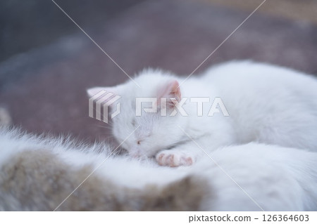 May: White kitten drinking milk from mother cat 126364603