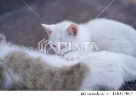 May: White kitten drinking milk from mother cat 126364604