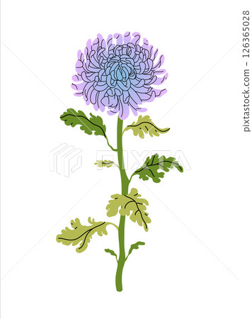 Chrysanthemum lilac flower with green leaves on white background. Perfect for floral designs, invitations, and prints. Elegant Vector flat illustration. 126365028