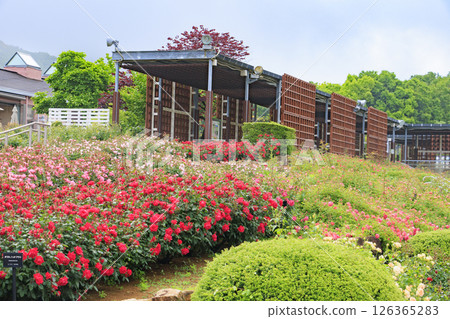 Gifu World Rose Garden with spring roses in full bloom Gifu World Rose Garden with spring roses in full bloom 126365283