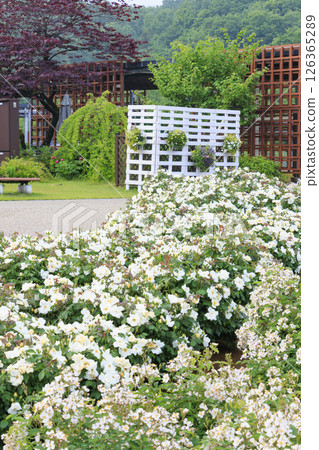 Gifu World Rose Garden with spring roses in full bloom Gifu World Rose Garden with spring roses in full bloom 126365289