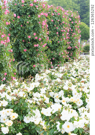 Gifu World Rose Garden with spring roses in full bloom 126365292