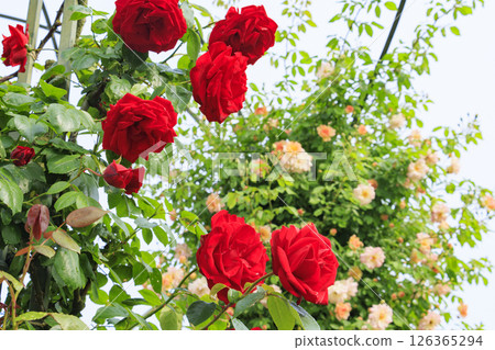 Gifu World Rose Garden with spring roses in full bloom Gifu World Rose Garden with spring roses in full bloom 126365294