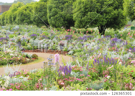 岐阜世界玫瑰園,春季玫瑰盛開 岐阜世界玫瑰園,春季玫瑰盛開 126365301