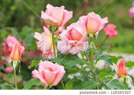 Gifu World Rose Garden with spring roses in full bloom 126365307