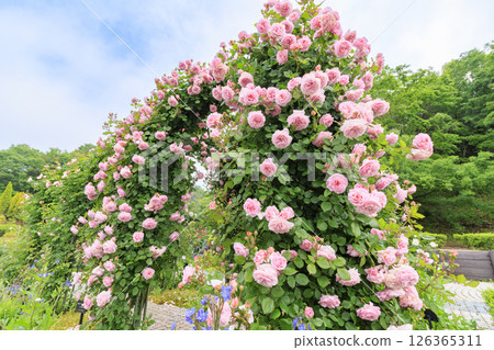 Gifu World Rose Garden with spring roses in full bloom Gifu World Rose Garden with spring roses in full bloom 126365311