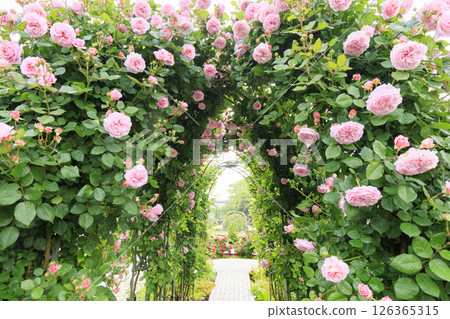 Gifu World Rose Garden with spring roses in full bloom 126365315